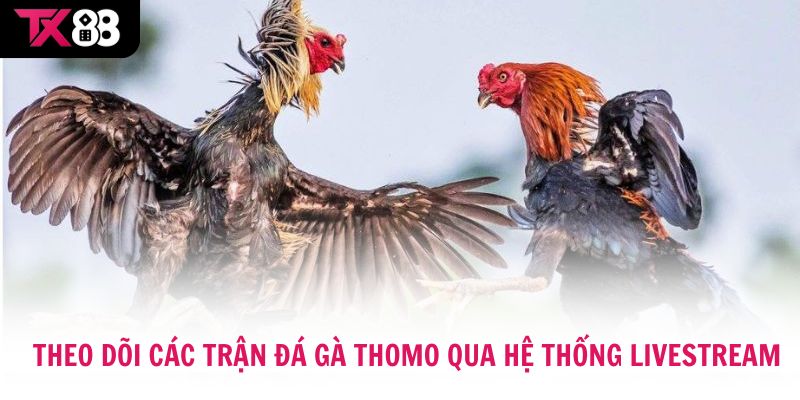 Bạn có thể theo dõi các trận Đá Gà Thomo qua hệ thống livestream