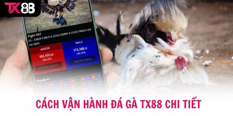Cách vận hành Đá gà TX88 chi tiết